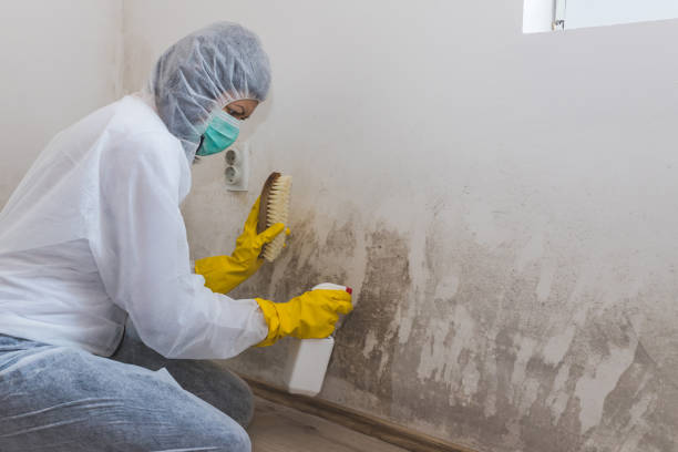 Best White Mold Remediation in Prescott, AZ