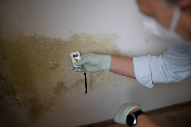 Best Attic Mold Remediation in Prescott, AZ