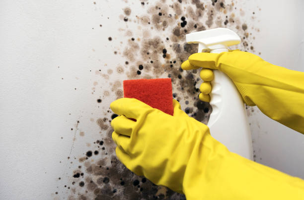 Best Commercial Mold Remediation in Prescott, AZ