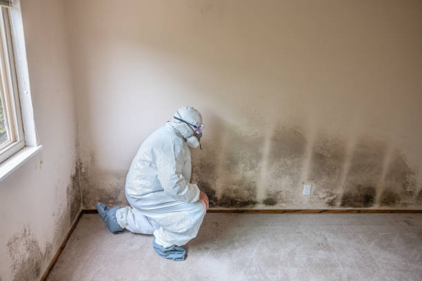 Best DIY Mold Remediation Support Services in Prescott, AZ